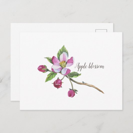 Watercolor Apple Blossom Postkarte (Vorne/Hinten)