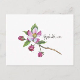 Watercolor Apple Blossom Postkarte