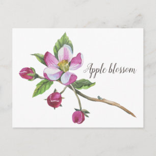 Watercolor Apple Blossom Postkarte