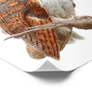 Watercolor Barn Owl Illustration Artwork Poster