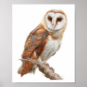 Watercolor Barn Owl Illustration Artwork Poster (Vorne)