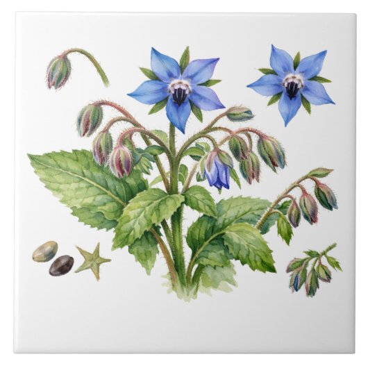 Watercolor Borage Herb Flowers and Leaves  Fliese (Vorderseite)