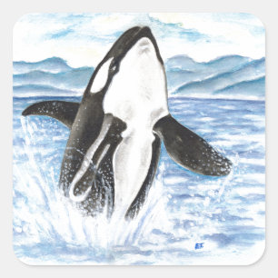 Watercolor Breaching Orca Whale Quadratischer Aufkleber