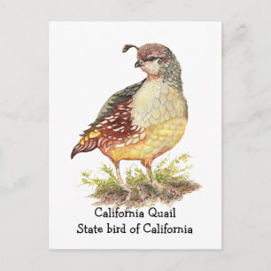 Watercolor California Quail Staat Postkarte