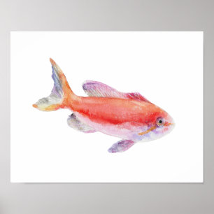 Watercolor Carberryi Anthias Fischplakat Poster