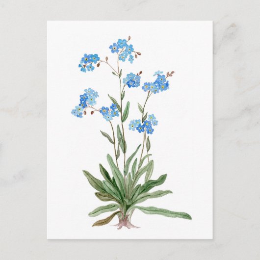 Watercolor  drawing of Forget-me-not Flower Postkarte (Vorderseite)