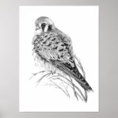 Watercolor Kestrel Sparrow Hawk Falcon Bird Poster (Vorne)