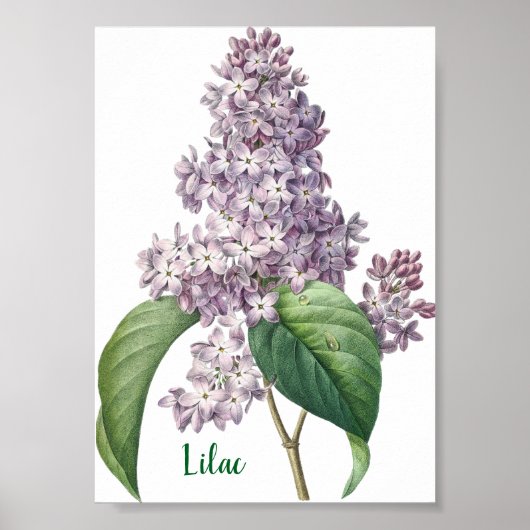 Watercolor Lavender Lilac Illustration Poster (Vorne)