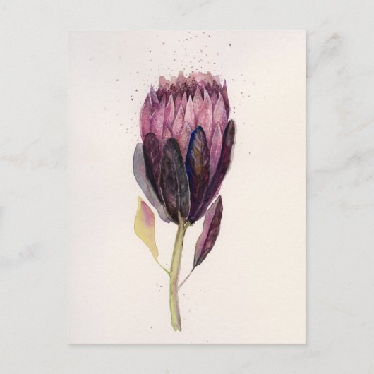 Watercolor Protea Postkarte (Vorderseite)