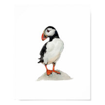 Watercolor Puffin Bird Painting