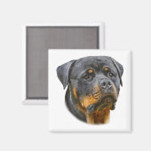 Watercolor Rottweiler Magnet (Vorderseite/Rückseite)