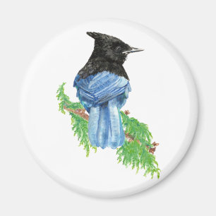 Watercolor Stellar Jay, Bird, Nature Collection Magnet