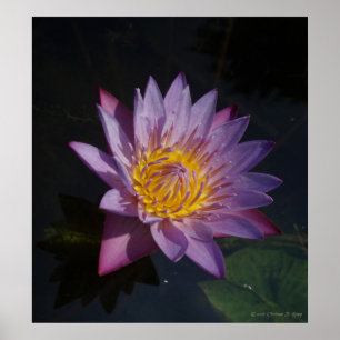Waterlilly Poster