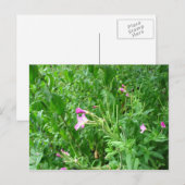 Watermead Country Park Postkarte (Vorne/Hinten)