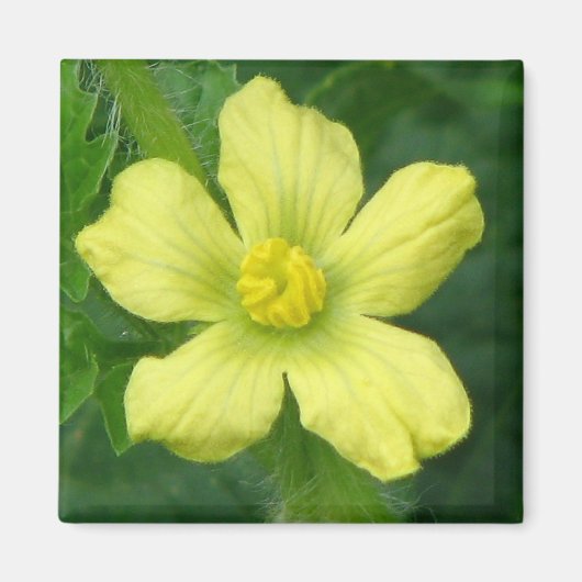 Watermelon Bloom Magnet (Vorne)