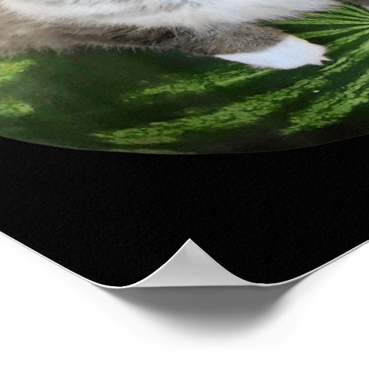 Watermelon Cat Albern Cat Meme Poster (Ecke)