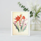 Watsonia Botanical Illustration Vintag Postkarte (Stehend Vorderseite)