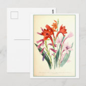 Watsonia Botanical Illustration Vintag Postkarte (Vorne/Hinten)