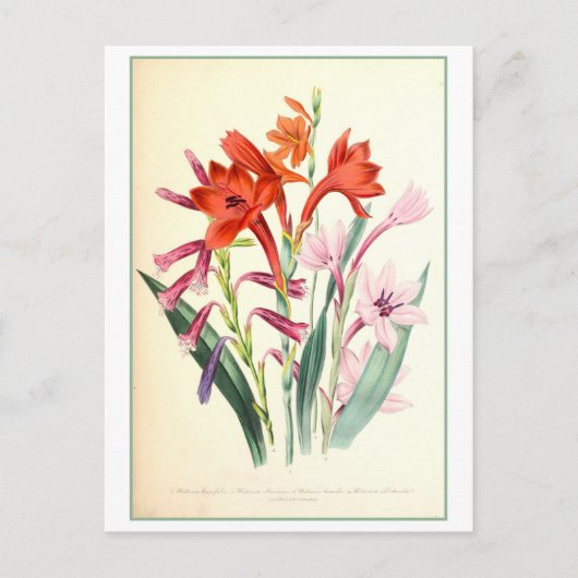 Watsonia Botanical Illustration Vintag Postkarte (Vorderseite)