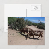 Watusi Ankole Cattle Postkarte (Vorne/Hinten)