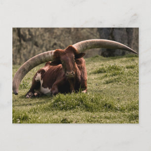 Watusi Cow Postkarte