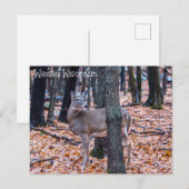 Wausau Wisconsin Deer Postkarte (Vorne/Hinten)
