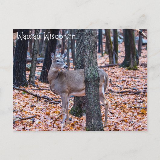 Wausau Wisconsin Deer Postkarte (Vorderseite)