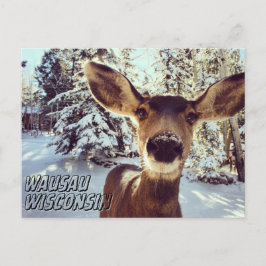 Wausau Wisconsin Postcard Niedlich Hirsch Postkarte