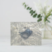 Wave Washed Black Conch Seashell Postkarte (Stehend Vorderseite)