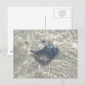 Wave Washed Black Conch Seashell Postkarte (Vorne/Hinten)