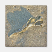 Wave Washed Muschel Cape Cod Items Magnet (Vorne)