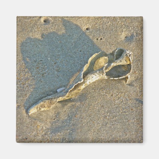 Wave Washed Muschel Cape Cod Items Magnet (Vorne)