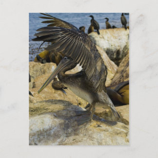 Waving Pelican Postcard Postkarte