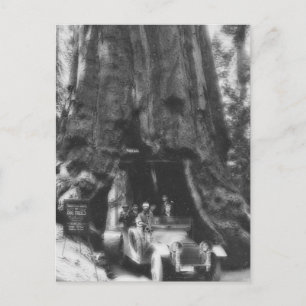 Wawona Tree Magic Lantern Vintag California Postkarte