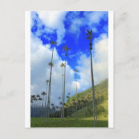 Wax palms Cocora Tal Kolumbien