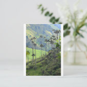 Wax palms Cocora Tal Kolumbien Postkarte (Stehend Vorderseite)