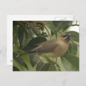 Waxen mit Berry Postkarte (Vorne/Hinten)