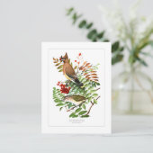 Waxwing und Vireo Postkarte (Stehend Vorderseite)