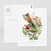 Waxwing und Vireo Postkarte (Vorne/Hinten)