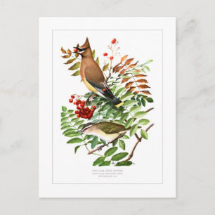Waxwing und Vireo Postkarte