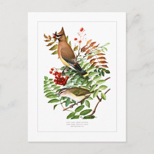 Waxwing und Vireo Postkarte (Vorderseite)