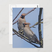 Waxwings Postkarte (Vorne/Hinten)