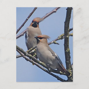 Waxwings Postkarte