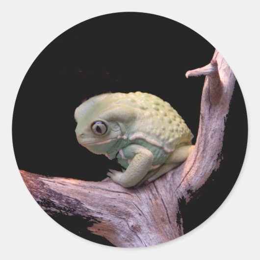 Waxy Monkey Frog Runder Aufkleber (Vorderseite)