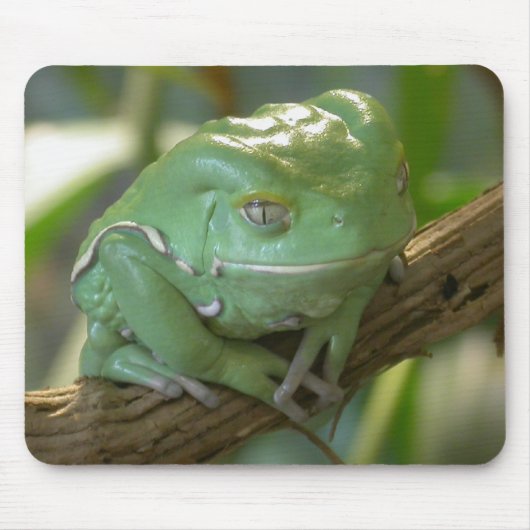 Waxy Tree Frog Mousepad (Vorne)