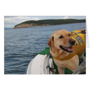 Waylon an den Arbeits-Erhaltungs-Hunden Labrador