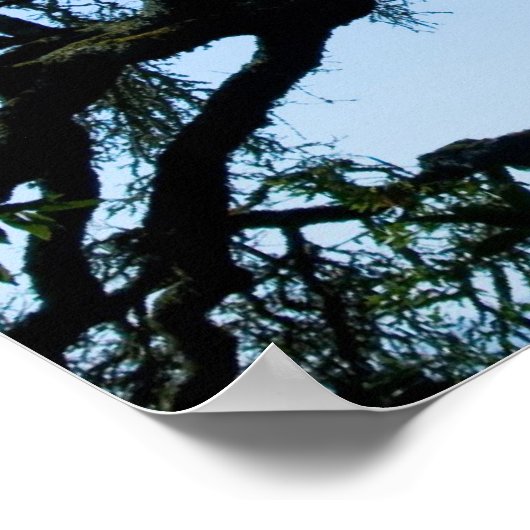 Wayward Oak Poster (Ecke)