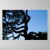 Wayward Oak Poster (Vorne)