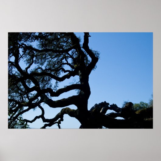 Wayward Oak Poster (Vorne)