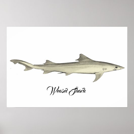 Weasel Shark Poster (Vorne)